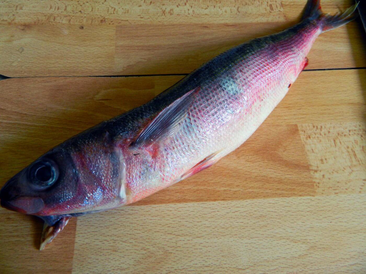 Рыба Красноглазка Фото